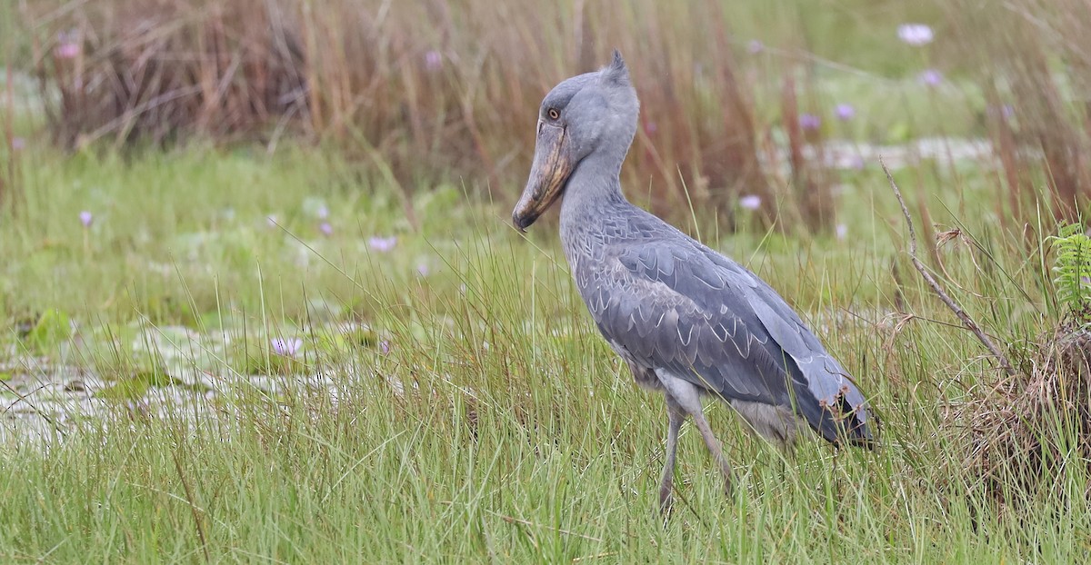 Shoebill - ML636598980