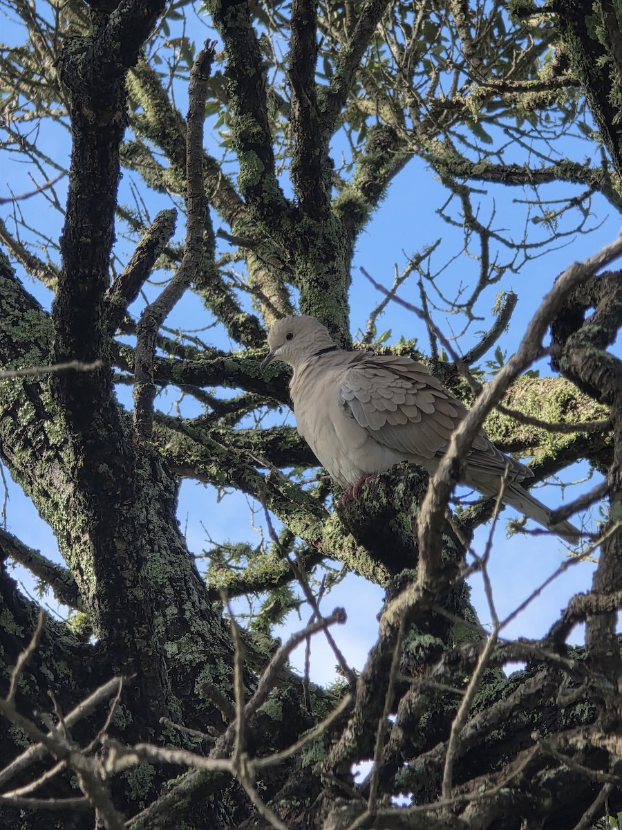 African Collared-Dove - ML636599000