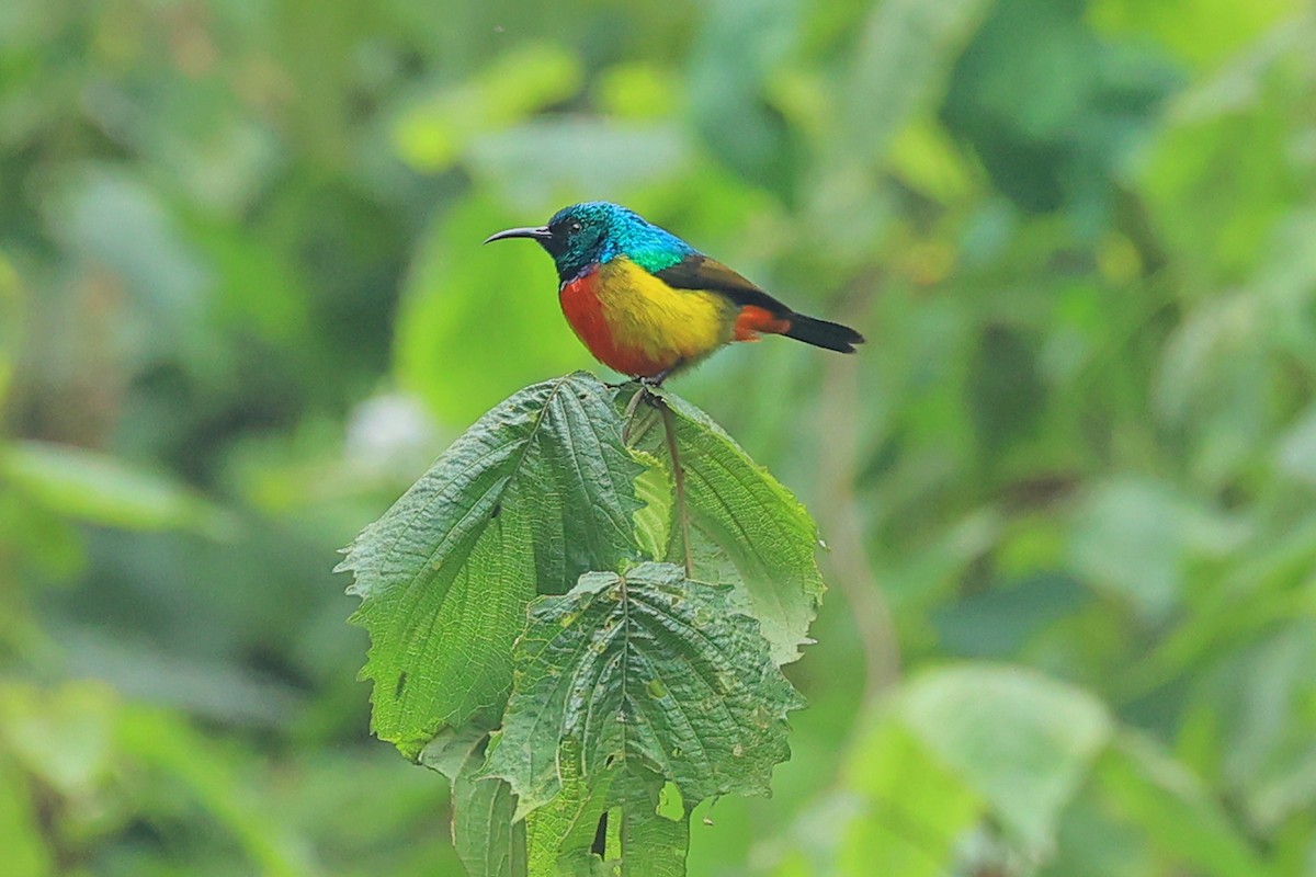 Regal Sunbird - ML636599040