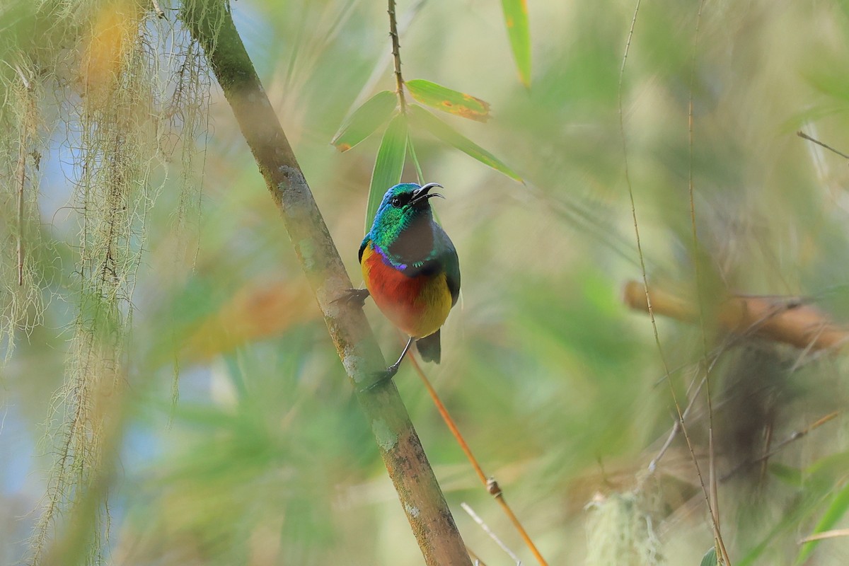 Regal Sunbird - ML636599041