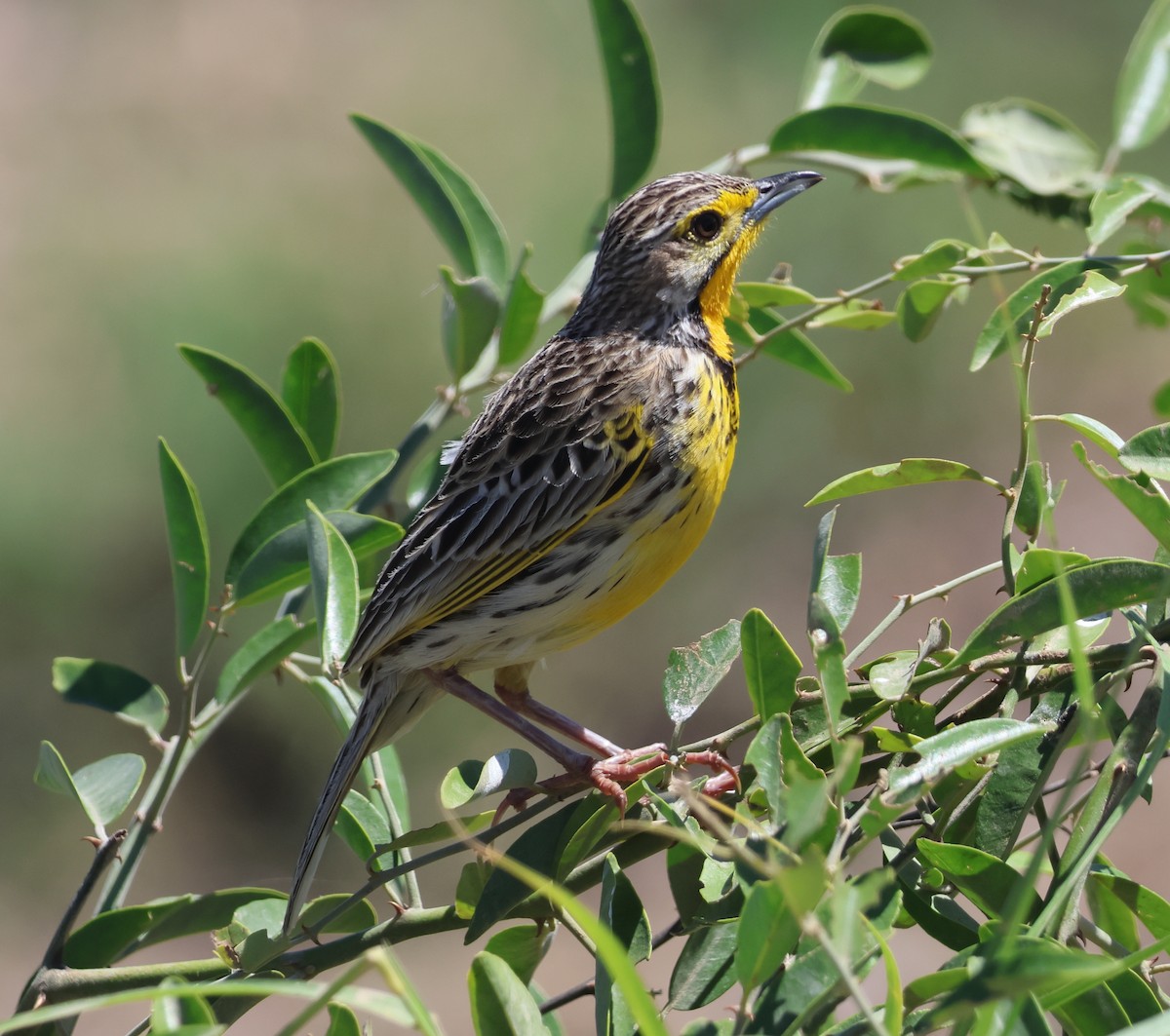 Pangani Longclaw - ML636599189