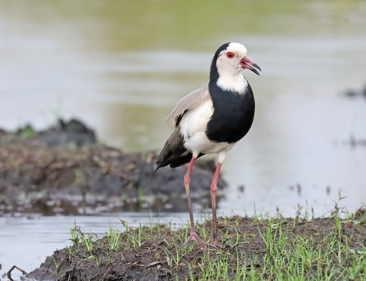 Long-toed Lapwing - ML636599203