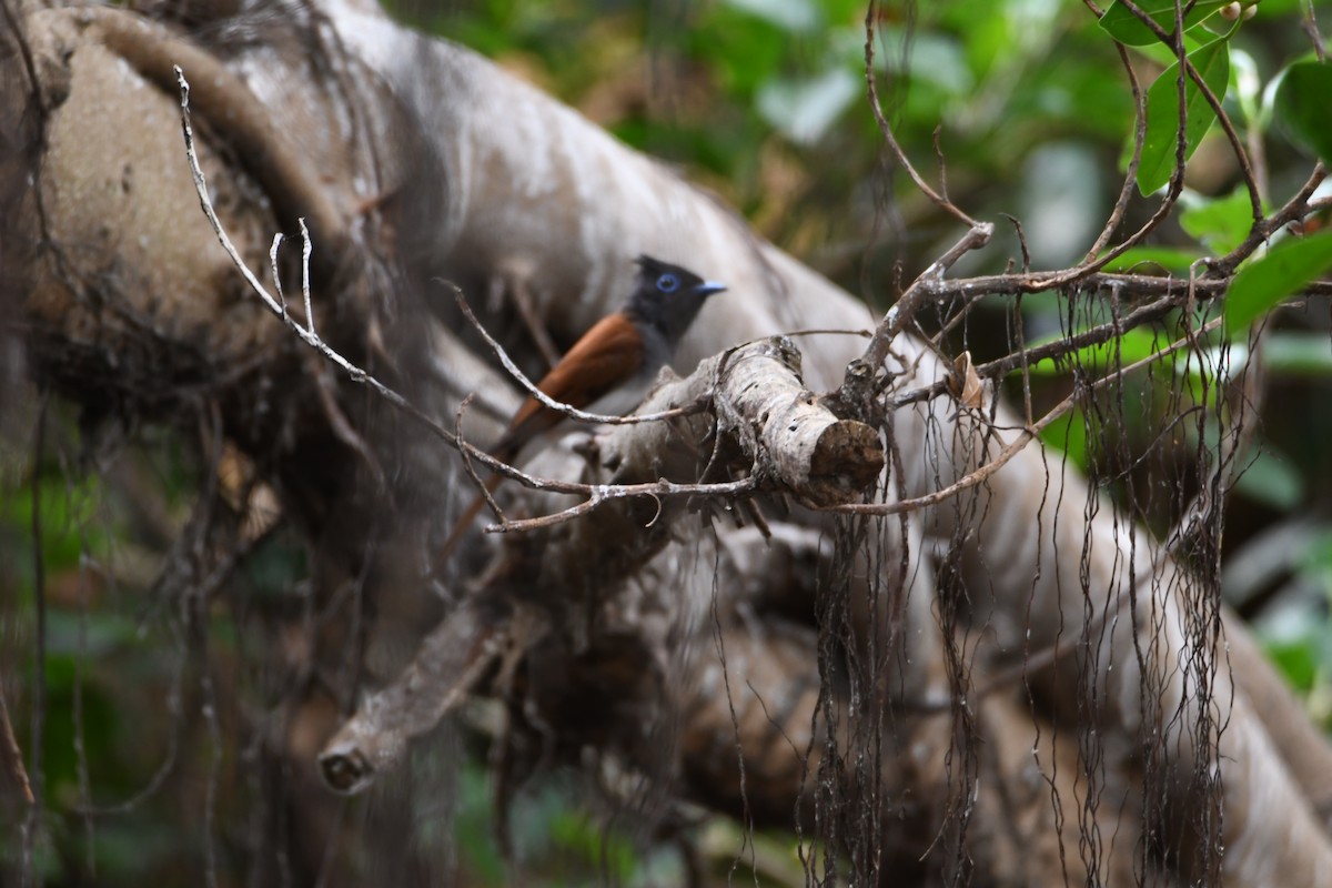 Black Paradise-Flycatcher - ML636599373