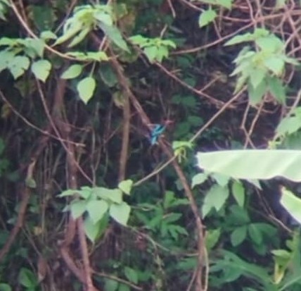 Brown-breasted Kingfisher - ML636599392