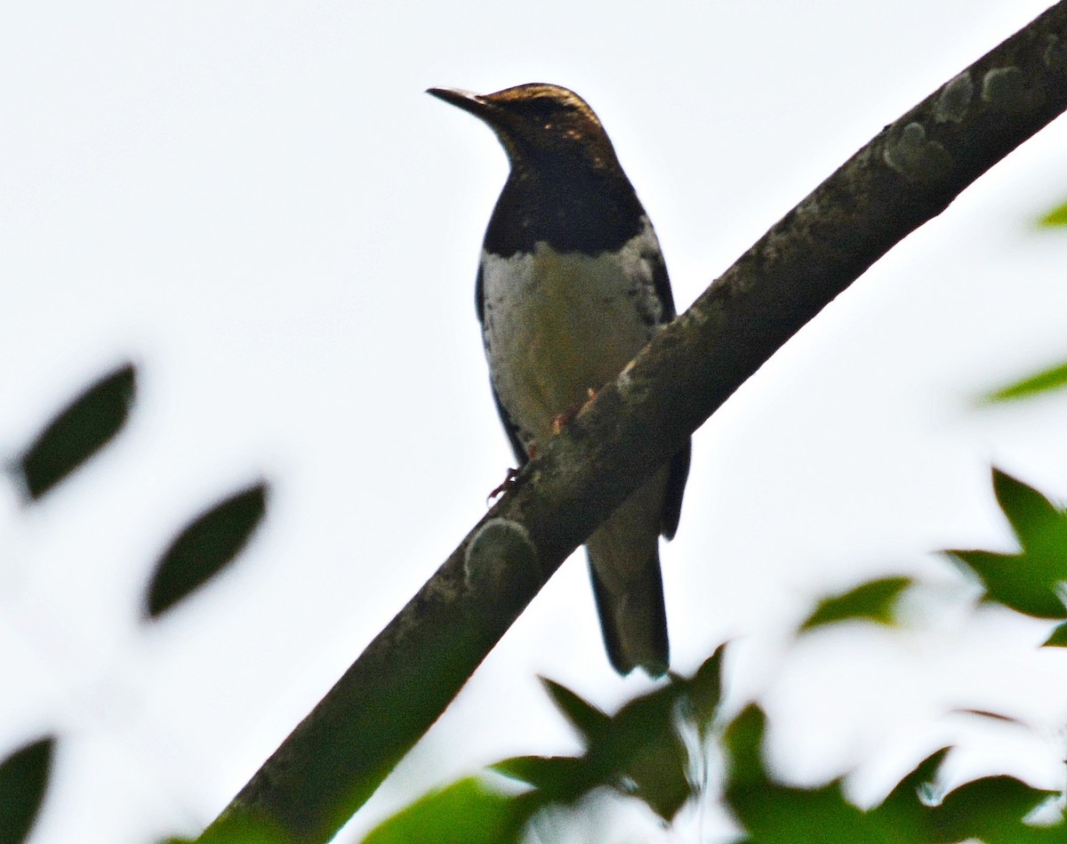 Pied Thrush - ML636599575