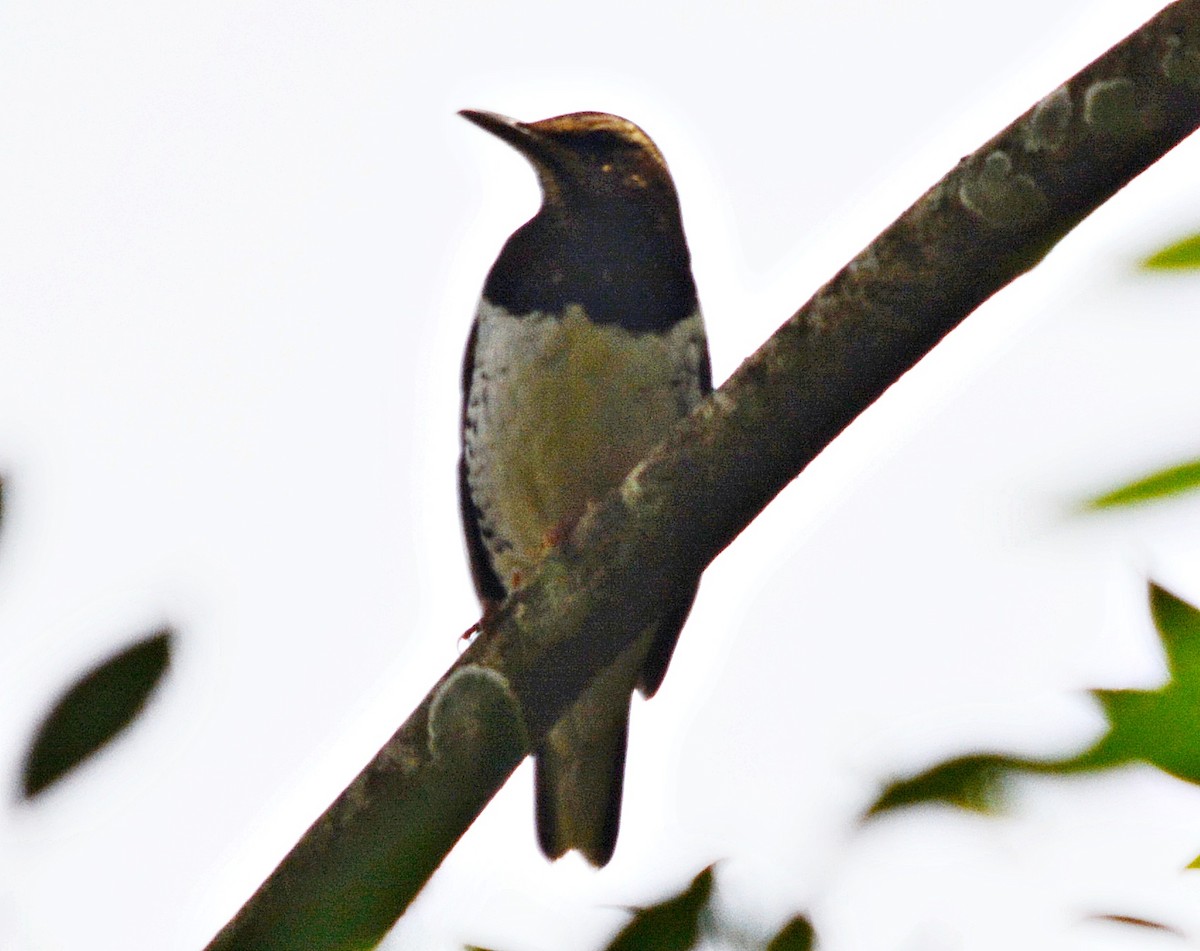 Pied Thrush - ML636599576