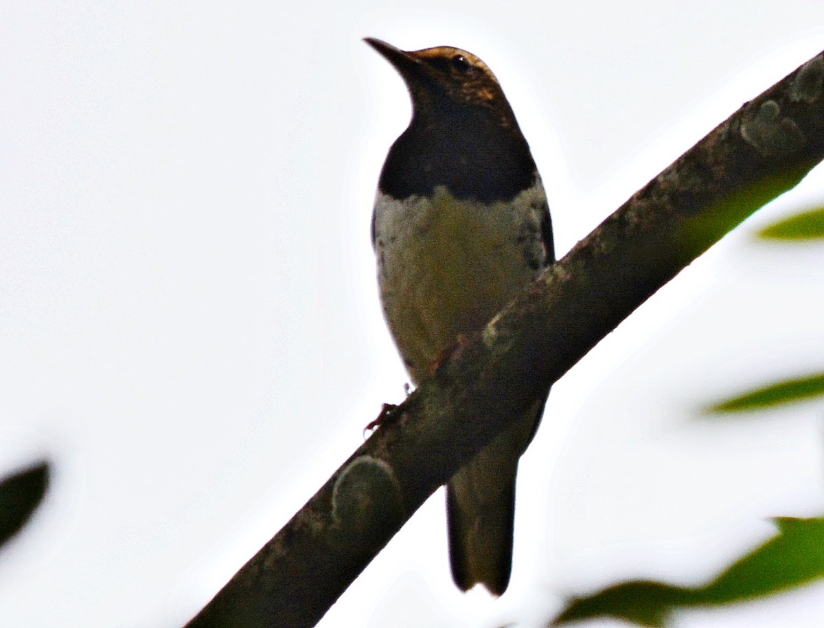 Pied Thrush - ML636599577