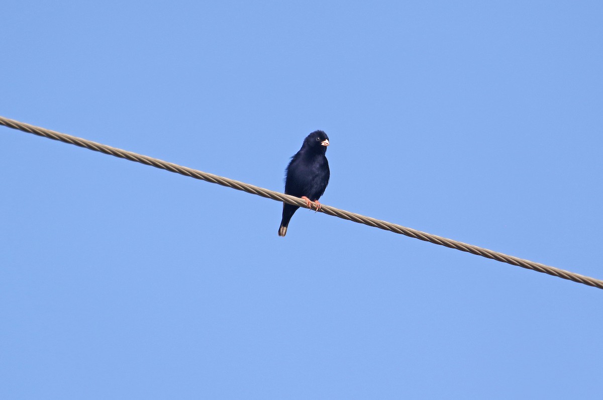 Purple Indigobird - ML636599581