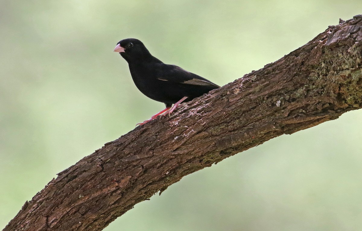 Purple Indigobird - ML636599582