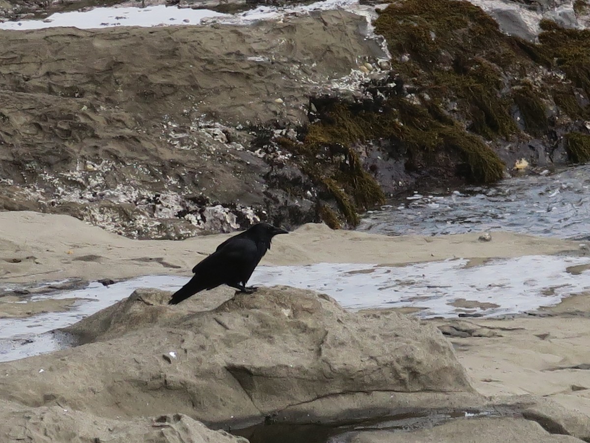 Хар хэрээ - ML636599602