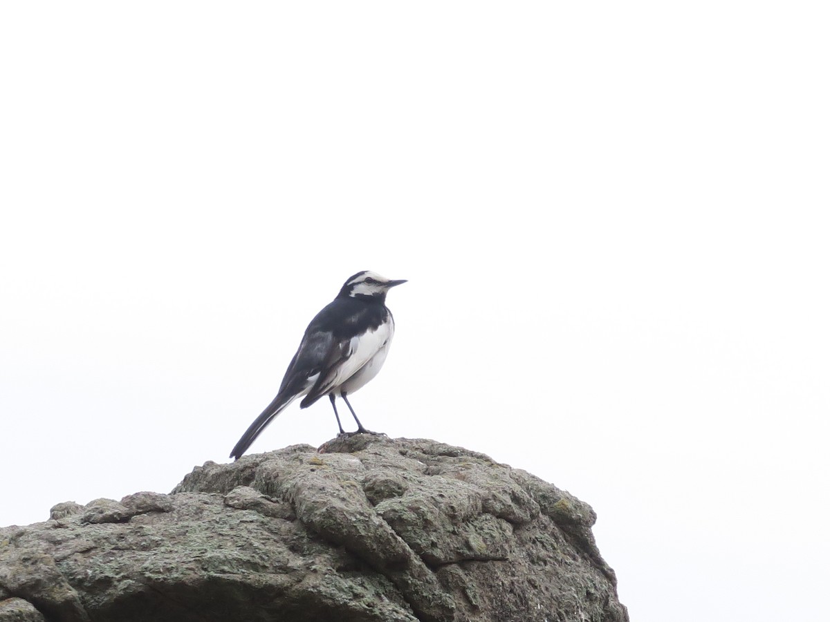 White Wagtail (Black-backed) - ML636599603