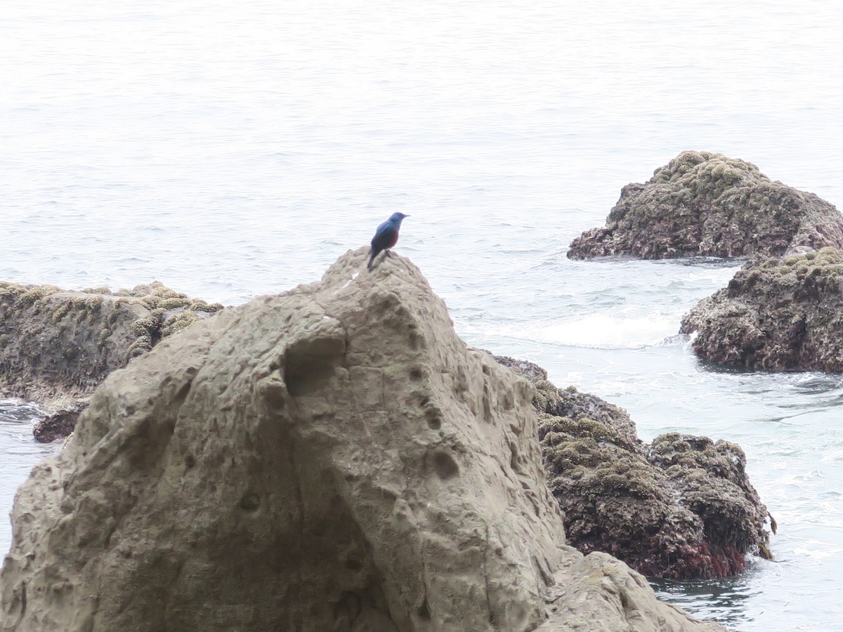 Blue Rock-Thrush (philippensis) - ML636599605