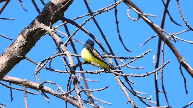 Western Kingbird - ML636599606