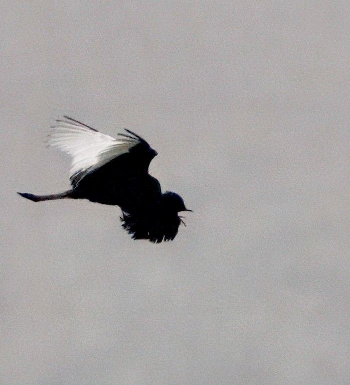 ベンガルショウノガン - ML636599815