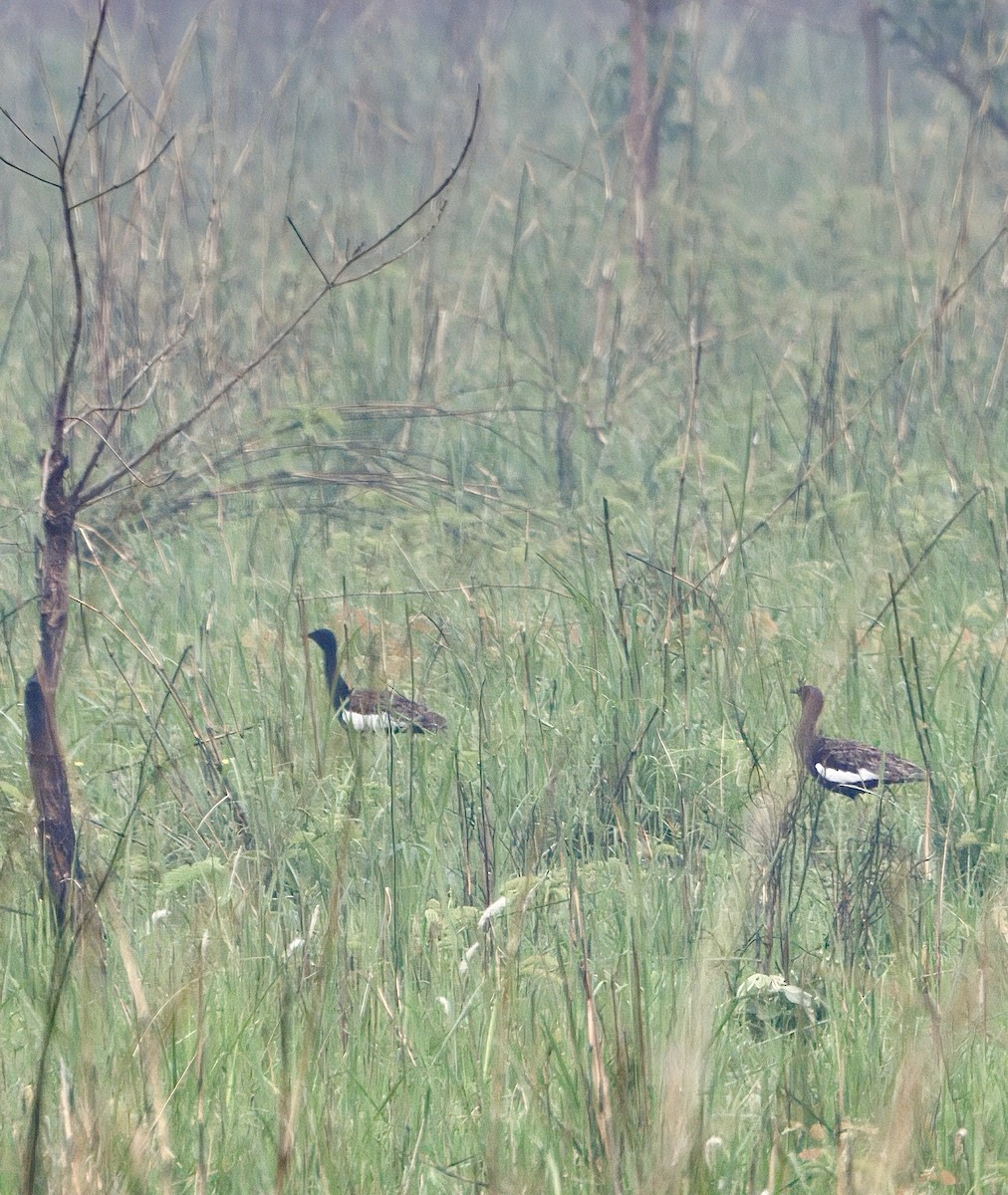 ベンガルショウノガン - ML636599816