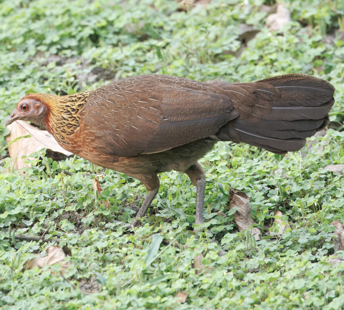 セキショクヤケイ - ML636599861