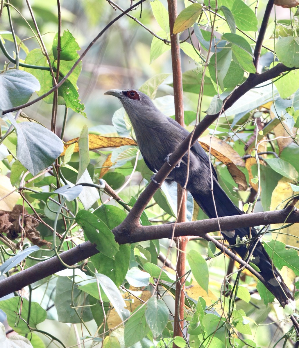 オニクロバンケンモドキ - ML636599913