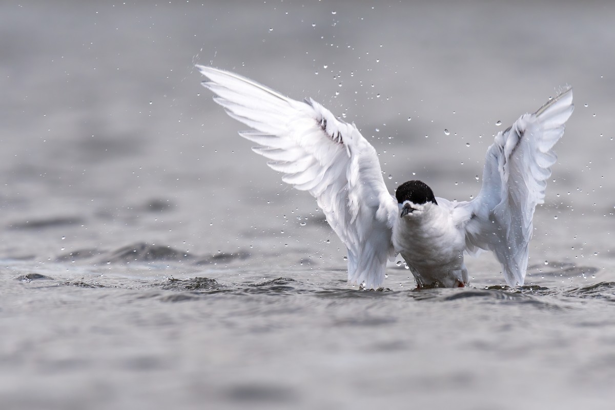 White-fronted Tern - ML636599940