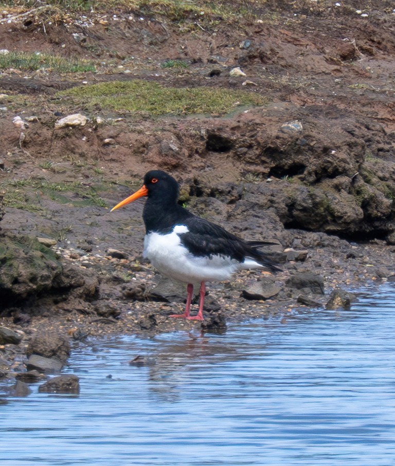 Eurasian Oystercatcher - ML636599983