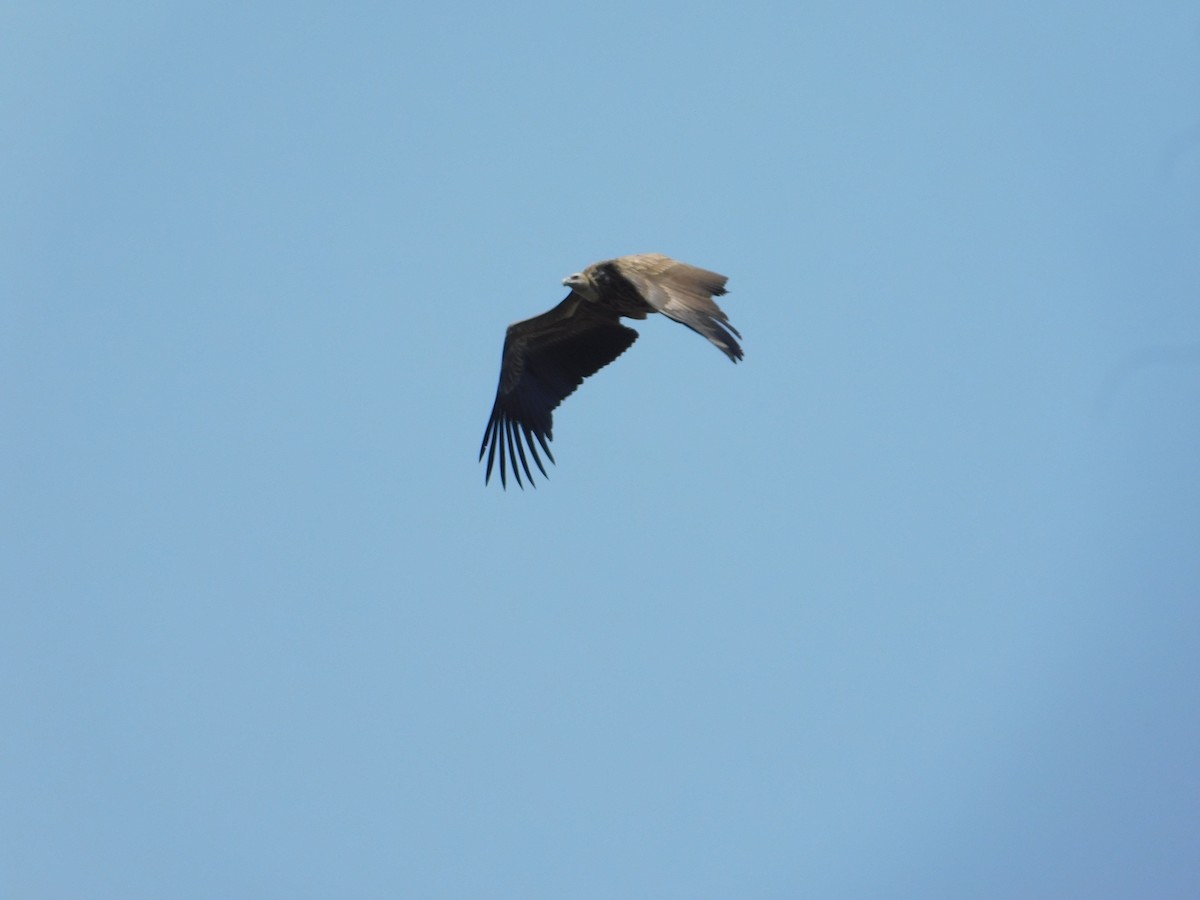 Himalayan Griffon - ML636599990