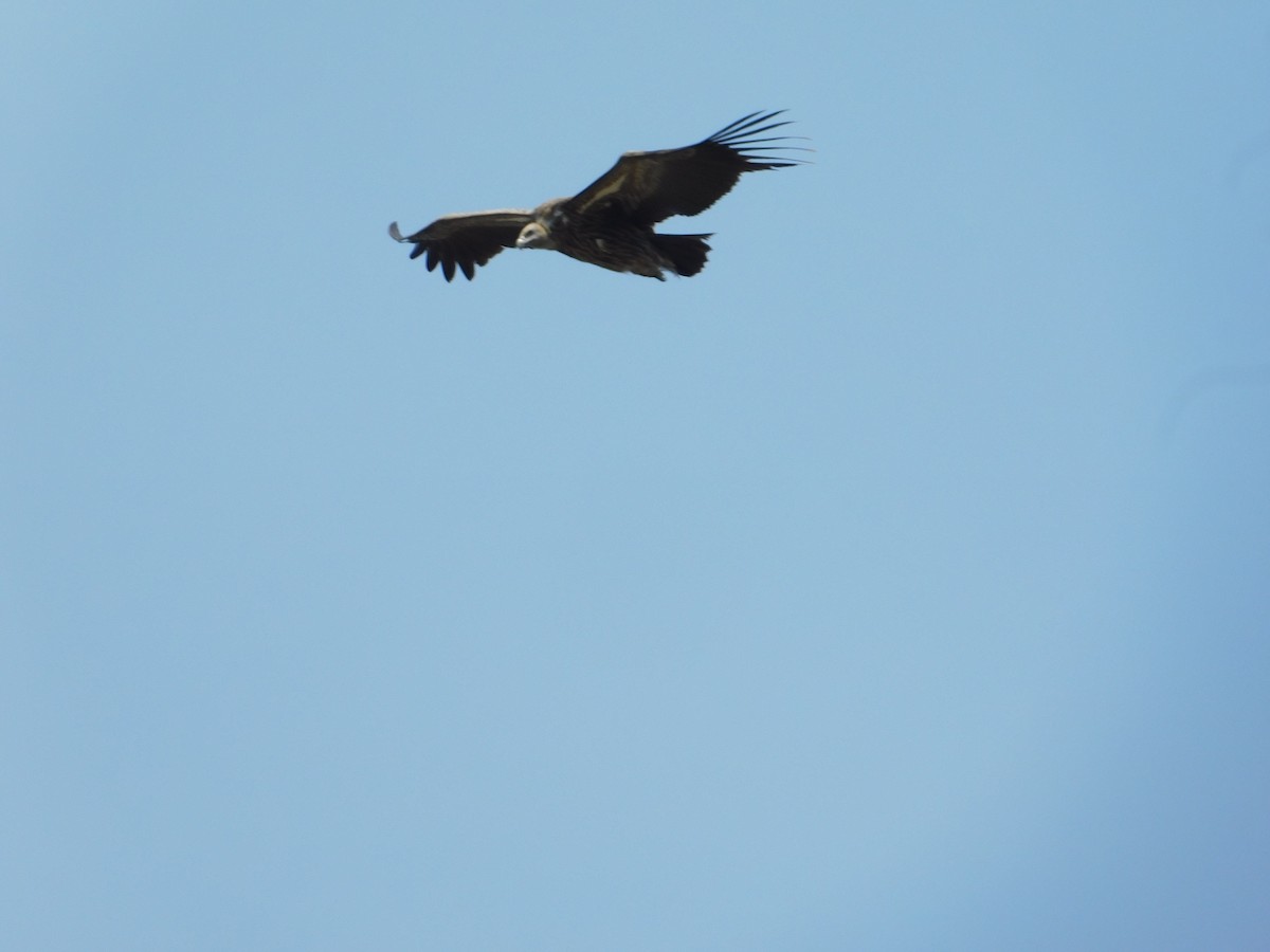 Himalayan Griffon - ML636599996