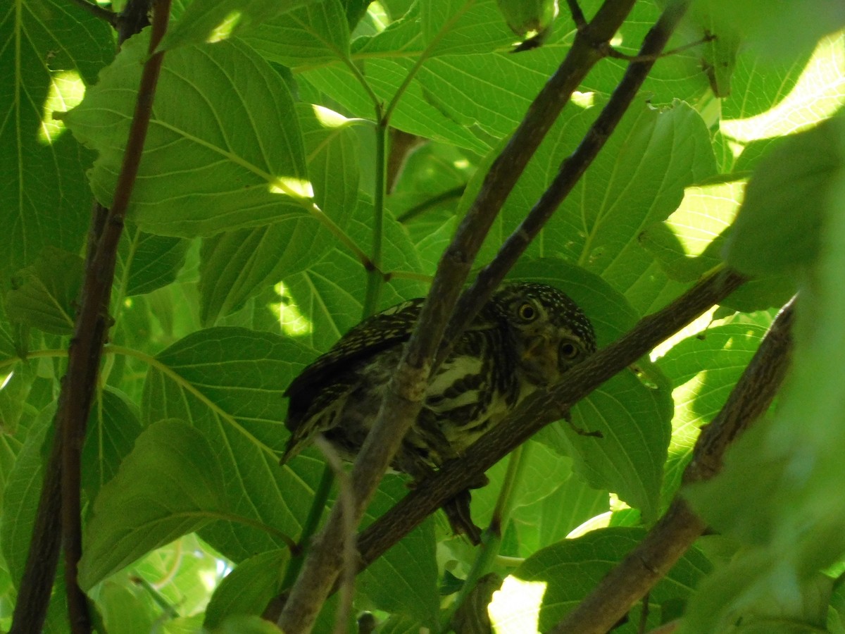 Collared Owlet - ML636600055