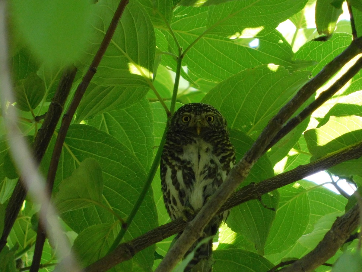 Collared Owlet - ML636600059