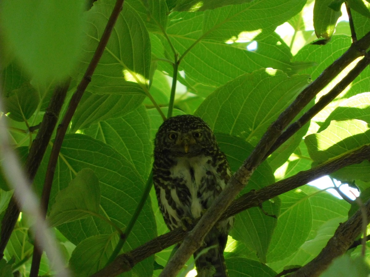 Collared Owlet - ML636600063