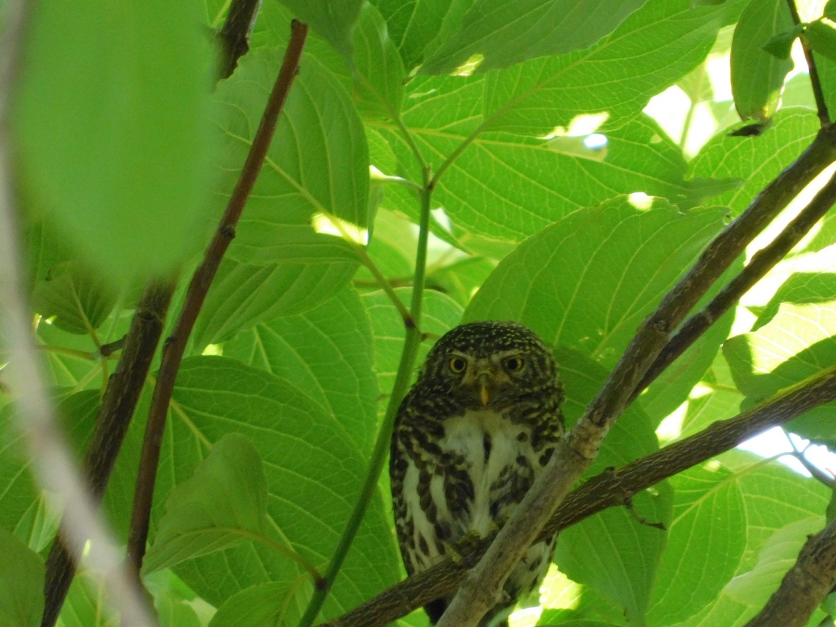 Collared Owlet - ML636600068