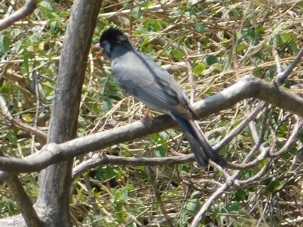 Black Bulbul - ML636600072