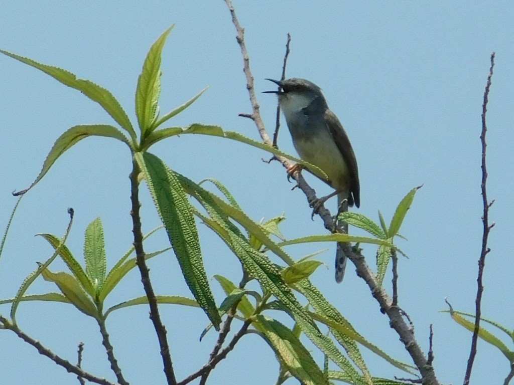 Gray-breasted Prinia - ML636600082