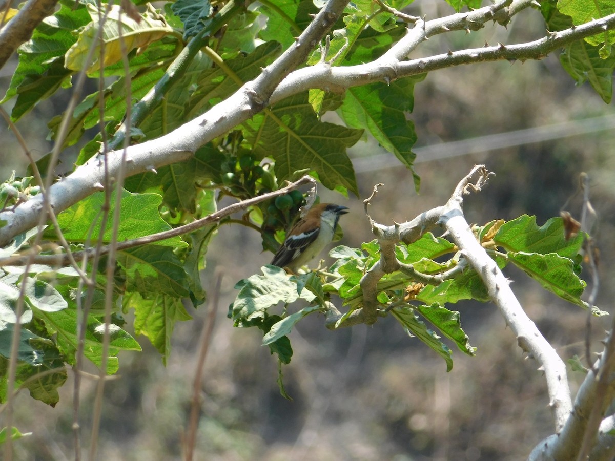 Russet Sparrow - ML636600092