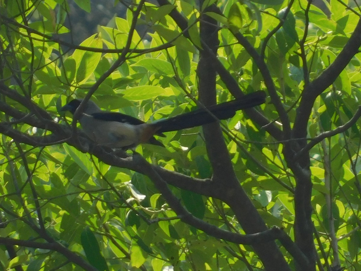 Gray Treepie - ML636600094