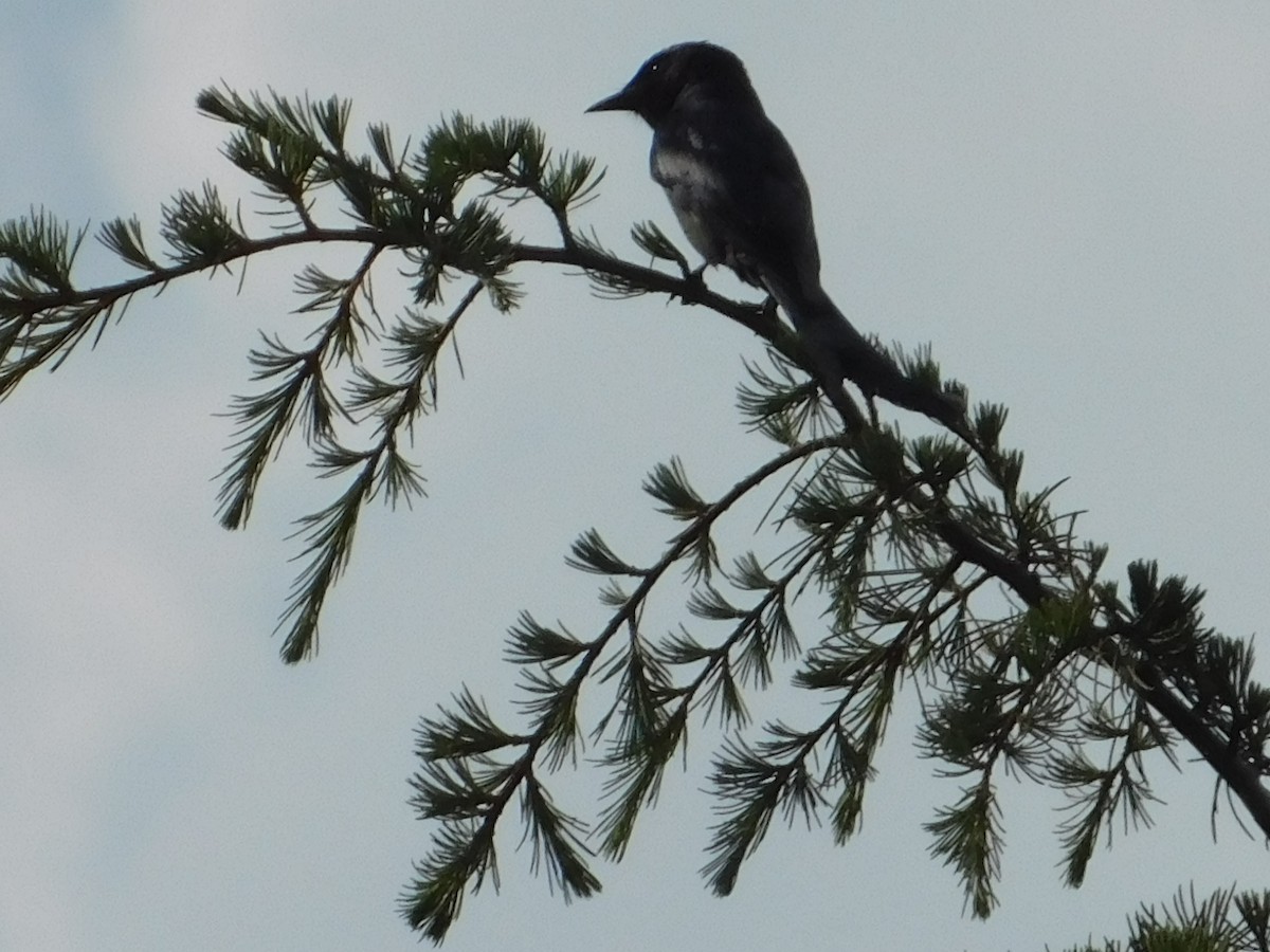 Ashy Drongo - ML636600143