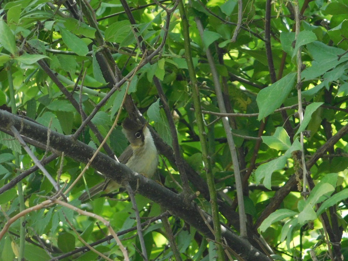 Whiskered Yuhina - ML636600188