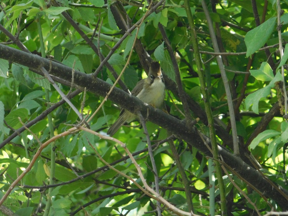 Whiskered Yuhina - ML636600190