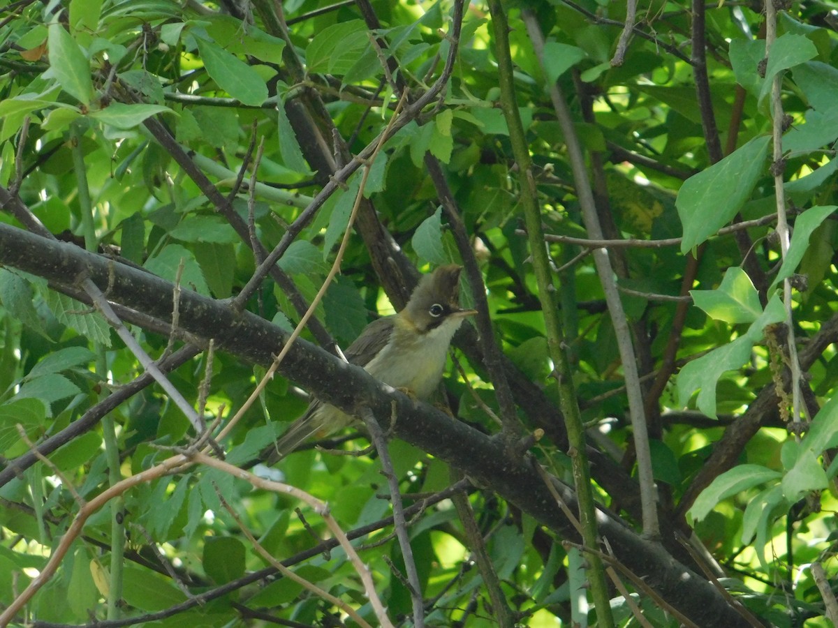 Whiskered Yuhina - ML636600200