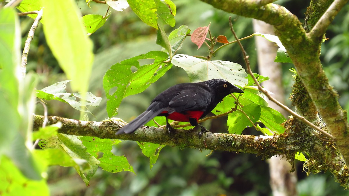 Red-bellied Grackle - ML63660021