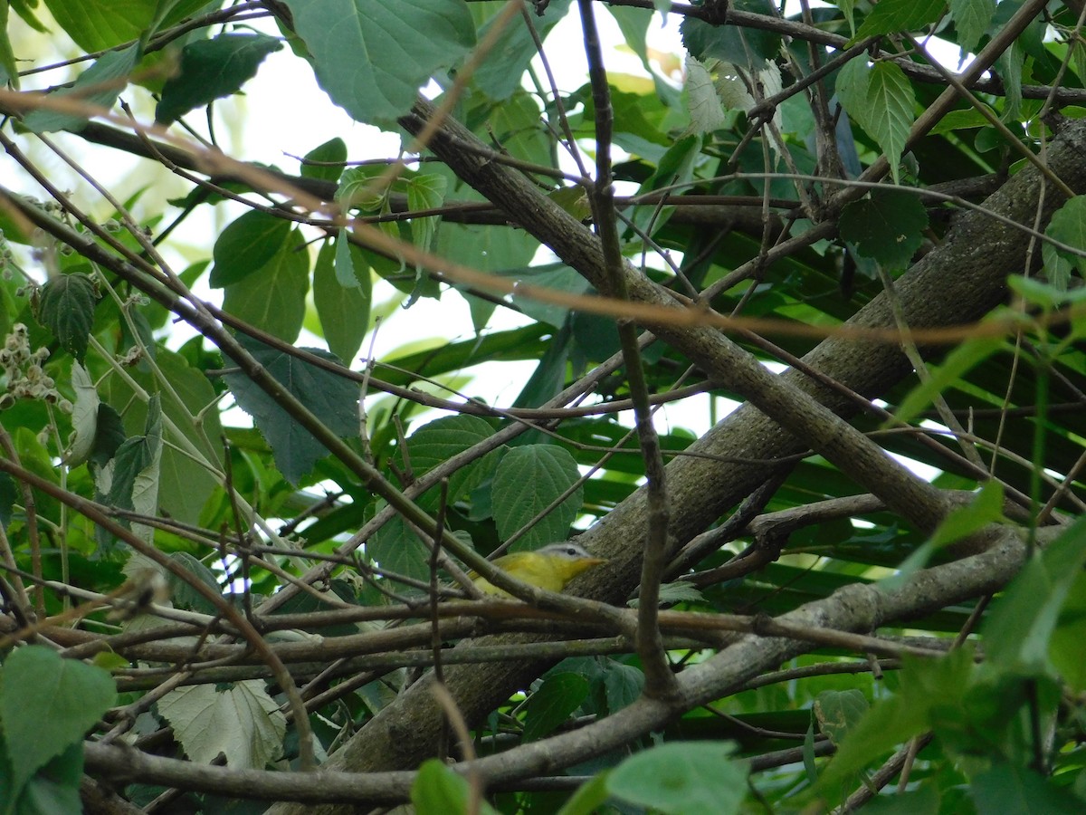 Gray-hooded Warbler - ML636600219
