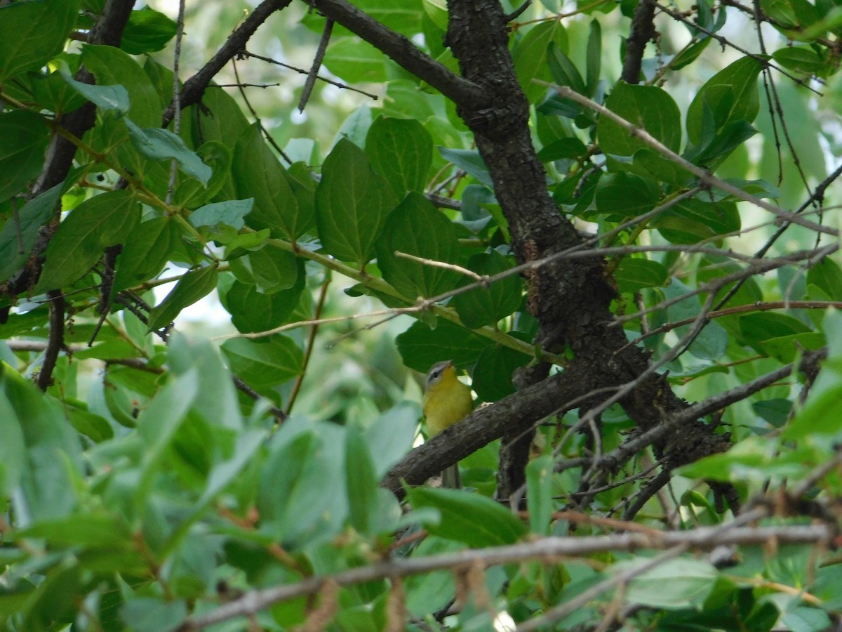 Gray-hooded Warbler - ML636600223