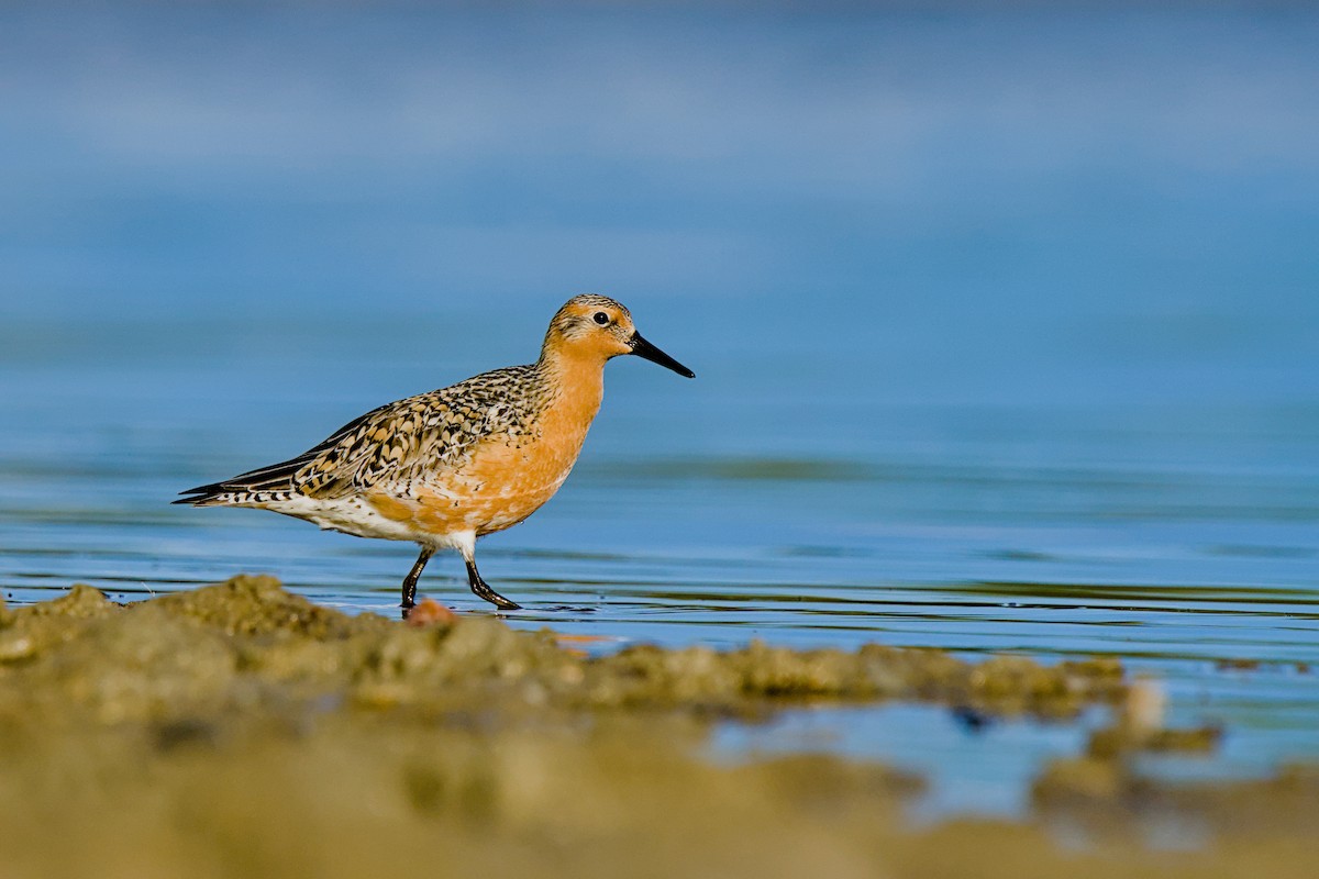 Red Knot - ML636600227