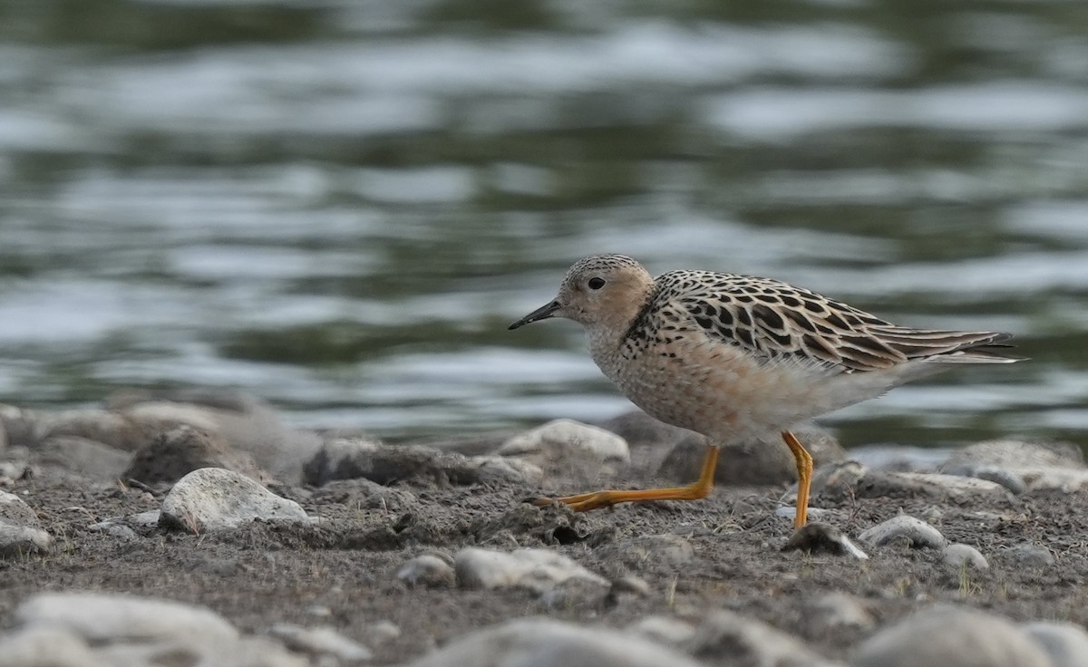 Buff-breasted Sandpiper - ML636600231