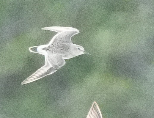White-rumped Sandpiper - ML636600235