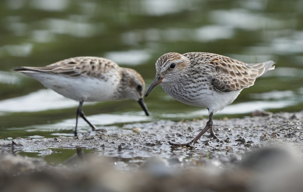 White-rumped Sandpiper - ML636600236
