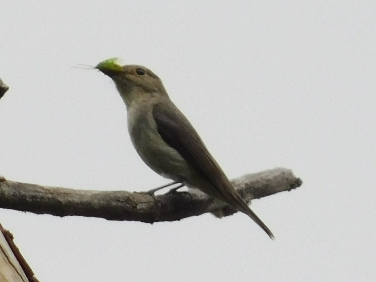 Ultramarine Flycatcher - ML636600242