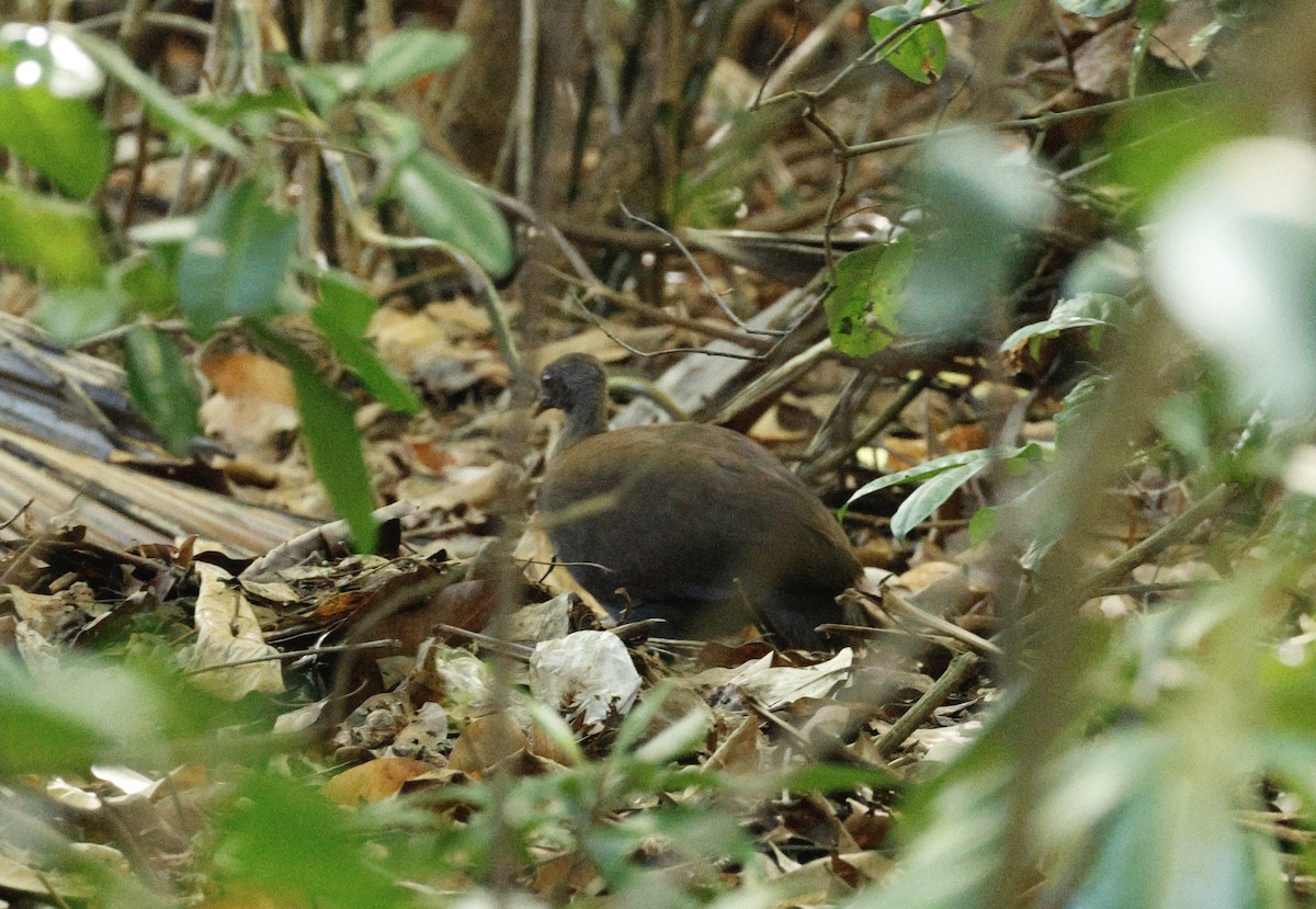Philippine Megapode - ML636600282