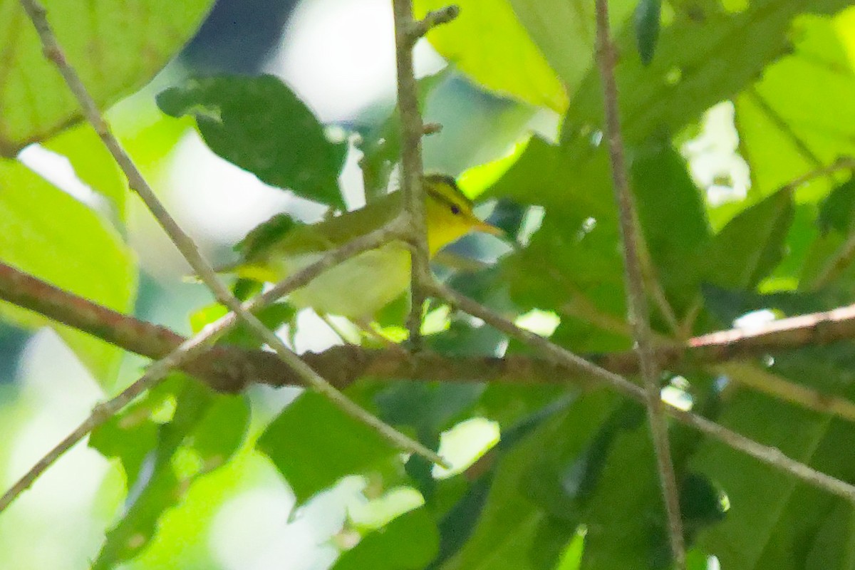 Yellow-vented Warbler - ML636600422