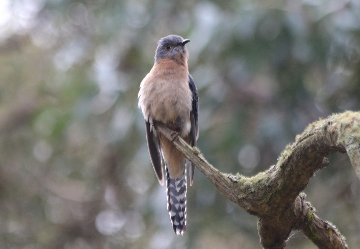 Fan-tailed Cuckoo - ML636600479