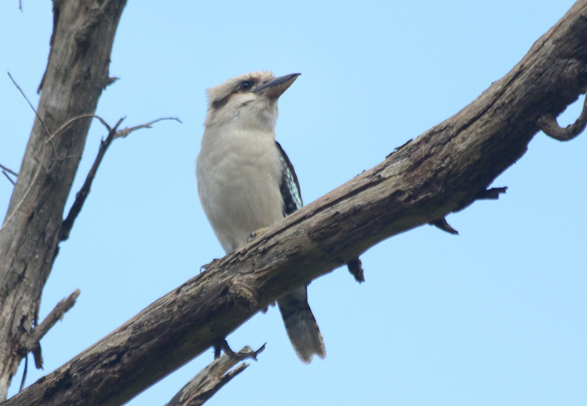 Laughing Kookaburra - ML636600493