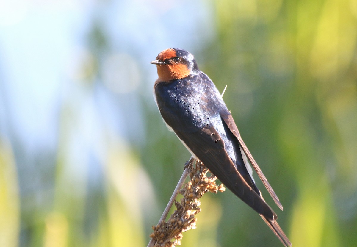 Welcome Swallow - ML636600575